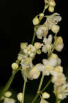 Fringed black bindweed